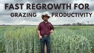 Increasing Grazing Productivity with Hybrid Triticales Fast Regrowth [upl. by Shina24]