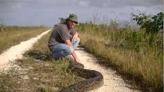 142quot Python Caught in Everglades [upl. by Nomde845]