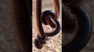 4 brown giant millipede1000feet [upl. by Virnelli]