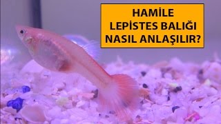 Hamile Lepistes Balığı Nasıl Anlaşılır [upl. by Adan224]