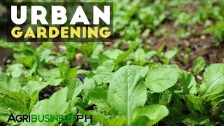 Urban Gardening  Best Practices in Urban Gardening  Agribusiness Philippines [upl. by Nim]