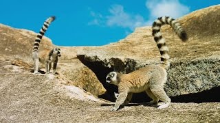 리머의 섬 마다가스카 ISLAND OF LEMURS Madagascar 공식 예고편 한국어 CC [upl. by Nonnahsed999]