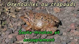 Grenouilles accouplées jouent à saute mouton avec une troisième [upl. by Macguiness]