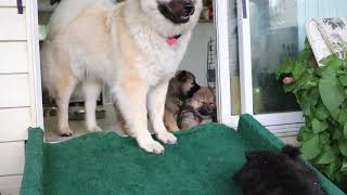 Eurasier pups at 6 weeks old [upl. by Laundes]