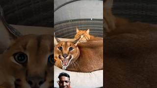 Cute Pumba 🐈catvideos catvoice shorts caracal [upl. by Zoa]