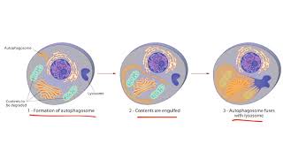 Growth Adaptations for the USMLE Step 1 [upl. by Ursal]