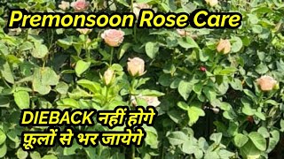 बारिश से पहले ये काम जरूर करें गुलाब Dieback नहीं होगे और फ़ूलों से भर जायेगे Premonsoon Rose Care [upl. by Assirialc92]