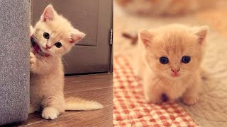 Baby Cats  Cute and Funny Cat Videos Compilation 26  Aww Animals [upl. by Reiniar269]