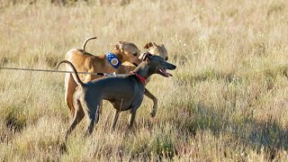 Grooming Your Italian Greyhound A StepbyStep Guide [upl. by Netneuq318]