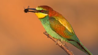 European beeeaters hunting at sunset [upl. by Key175]