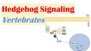 Hedgehog Signaling Pathway in Vertebrates  Purpose and Mechanism [upl. by Skrap762]