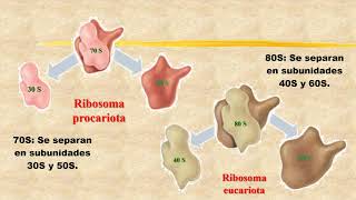 06 3 Ribosomas [upl. by Rosalyn]