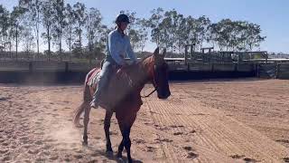 Standardbred Horse for Sale [upl. by Akirderf]