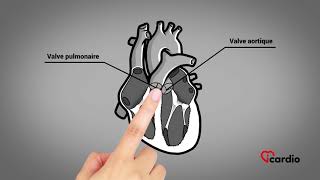 Anatomie du coeur  version française [upl. by Ahtela]