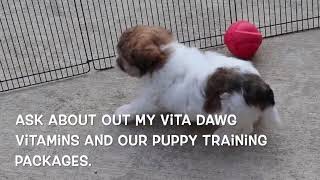 Havanese Puppy Wells SD 480p [upl. by Pogue]