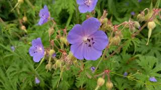 Beauty of Meadow Cranesbill A Vibrant Wildflower Up Close [upl. by Ahtibbat60]