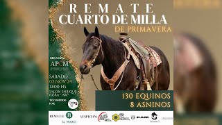 EN VIVO  Remate de Primavera 2024  Cuarto de Milla • El Rodeo [upl. by Roxi]