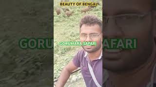 DOOARS TOURGORUMARA SAFARIapr travel dooars gorumara jaldapara nature [upl. by Lleddaw616]