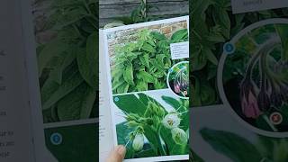 Comfrey Leaves Edible Delicacy or Toxic Plant edibleplants wildfood [upl. by Otnicaj]