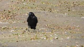 Crow at Muirhead springs 2 [upl. by Arvad]