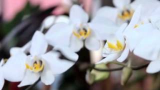 Phalaenopsis Amabilis  Orchid [upl. by Aneem751]