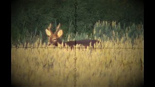 Roe buck 16 2023  Pard NV007s  Meopta ZD 416x44 RD [upl. by Annawat]