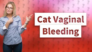 Why is my cat bleeding from her vag [upl. by Mairb]