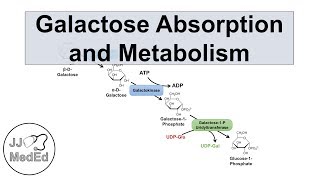 Galactose Absorption and Metabolism  Leloir Pathway and Galactosemia [upl. by Tomlin647]