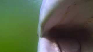 Beluga Whale Tries To Eat GoPro Camera [upl. by Codi]