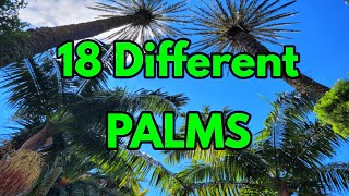 18 Different Kinds of Palms [upl. by Kilmarx]