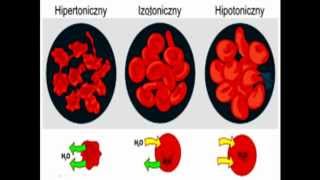 Roztwory hipo izo i hipertoniczneteoriaprezentacja [upl. by Gnues]