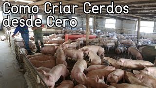 Como Empezar A Criar Cerdos Desde Cero║Paso a Paso║Consejos Básicos [upl. by Araccat]