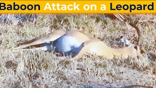 Intense Baboon Attack on a Leopard A Wildlife Encounter in South Africa [upl. by Lagasse709]