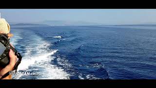 Amazing dolphin video from Ionian Cruises cruise ship [upl. by Laaspere949]