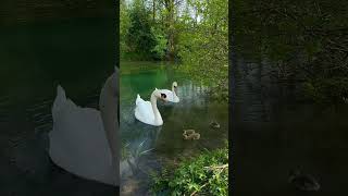 Duck and ducklings swimming in the water [upl. by Starla125]