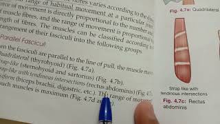 fascicular architecture of muscles  bd chaurasia [upl. by Millda145]
