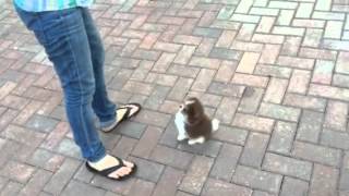 Training 8 week old Pomeranian puppy how to [upl. by Khajeh]