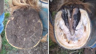 Horse Hoof RESTORATION  Satisfying  HORSE HOOF TRIMMING [upl. by Farhi]