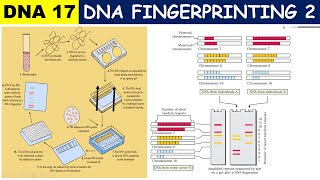 DNA Fingerprinting Part 2  Procedure amp Technique  Southern Blotting  DNA Probe or Marker  Uses [upl. by Aizitel973]