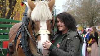 Belgian Draft Horses carillon procession with numerous draft horses in Aarschot [upl. by Lau5]