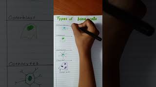 Types of Bone cells  Characteristics amp Functions [upl. by Lledo]