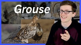 Grouse  Scott The Woz [upl. by Manya]