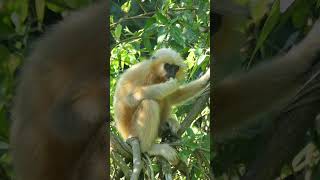 voice of langur [upl. by Harlene145]