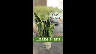 Sansevieria Snake Plant Care Guide [upl. by Nimrak]