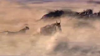 Cheetah Hunting Wildebeest  Big Cat Diaries  BBC Earth [upl. by Eirrab]