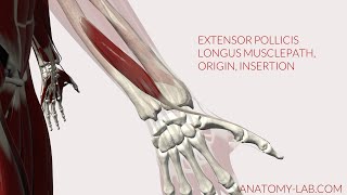 Extensor Pollicis Longus Musclepath Origin Insertion 3D Anatomy [upl. by Slemmer]