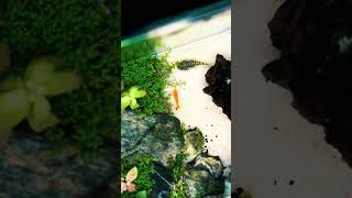 Beautiful shrimp tank setup idea 🦐short shorts shortvideo [upl. by Michaele]