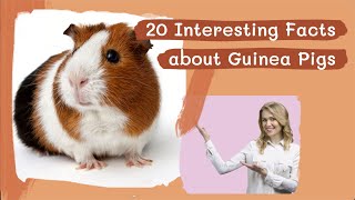 20 Interesting Facts about Guinea Pigs [upl. by Aehsel]