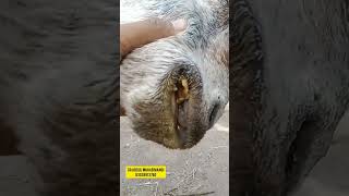 Botulism diseasediagnosistreatment signsymptomsbotulism diagnosis animal vets goat cow [upl. by Leterg535]