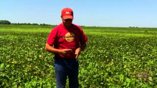 Edamame Harvest  Arkansas Farm Bureau [upl. by Lucian]